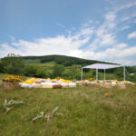475 - CANOPIES